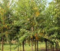 Maclura pomifera hoogstam