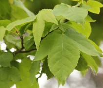 Vers blad Taiwanese Amberboom 'monticola'