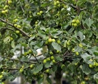 Malus 'Evereste' - Sierappel - 2