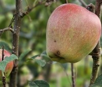 Malus dom. 'Gloster' - Malus dom. 'Gloster' - 3