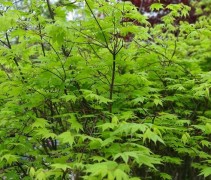 Acer palmatum Saoshika