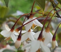 Styrax japonicus 'Evening Light'