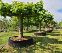 Tilia americana 'Nova'  grootbladige daklinde