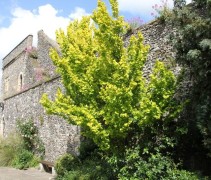 Ulmus hollandica 'Wredei' 