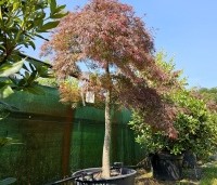 Acer palmatum 'Garnet' - Japanse esdoorn 'Garnet' - 1