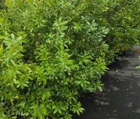 Myrica pensylvanica - Amerikaanse wasgagel - 4