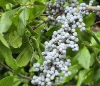 Myrica pensylvanica - Amerikaanse wasgagel - 3