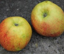 Appel 'Karmijn de Sonnaville'