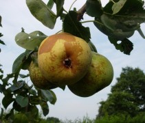 Rijpe peer