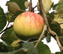 'Zoete Kroon'