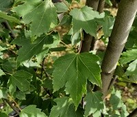 Acer rubrum - Rode Esdoorn - 4