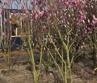 Magnolia 'Heaven Scent'  - Beverboom - meerstammig maart 2024