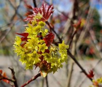 Acer 'Ample Surprise' bloei