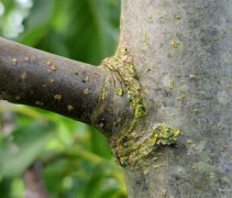 Juglans regia 'Broadview'