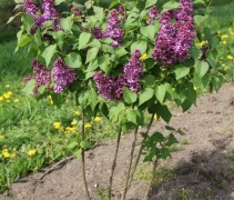Syringa vulgaris 'Rhum von Horstenstein'