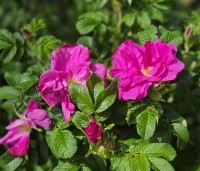 Rosa rugosa - Japanse Bottelroos - 2