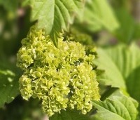 Viburnum opulus 'Roseum' - Gelderse roos 'Roseum' - 1