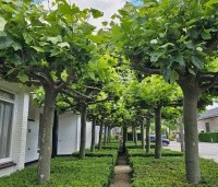 Platanus hispanica - Plataan - 8