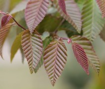 Carpinus Henryana