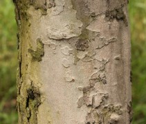 Platanus Orientalis noestige stam