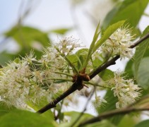 Prunus maackii 'Amber Beauty' witte bloem