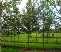 Veldesdoorn 'Elsrijk' op rij