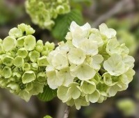 Viburnum plicatum 'Popcorn' - Japanse Sneeuwbal 'Popcorn' - 1