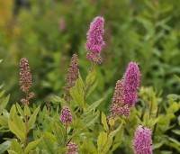 Spiraea billardii - Spierstruik billardii - juni