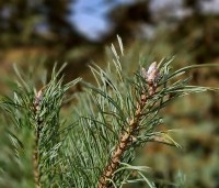 Pinus sylvestris - Grove den - 1
