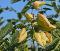 Koelreuteria paniculata - Chinese vernisboom - 2
