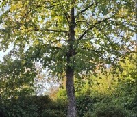 Corylus colurna - Turkse hazelaar - 6