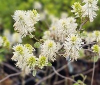 Fothergilla major - Lampepoetserstruik major - 2