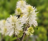Fothergilla major - Lampepoetserstruik major - 3