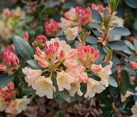 Rhododendron yakushimanum 'Percy Wiseman' - Rododendron 'Percy Wiseman' - 1