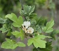 Malus trilobata - Libanese wilde appel - 5