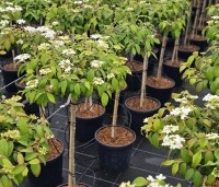 Viburnum plicatum 'Watanabe' - Sneeuwbal 'Watanabe' - 2