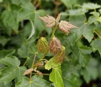 Acer rubrum 'October Glory' - Amerikaanse esdoorn - 5