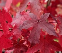 Liquidambar styraciflua - Amberboom - 4