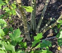 Quercus palustris - Moeraseik - 1