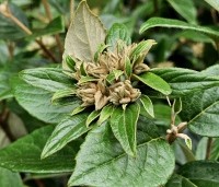 Viburnum 'Eskimo' - Sneeuwbal 'Eskimo' - 1