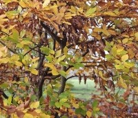 Fagus sylvatica - Groene beuk - 4