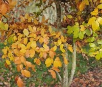 Fagus sylvatica - Groene beuk - 3