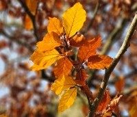 Fagus sylvatica - Groene beuk - 2