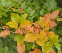 Fagus sylvatica - Groene beuk - 1