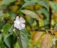 Prunus x subhirtella 'Autumnalis Rosea' - Winterkers - nabloei in oktober