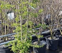 Crataegus monogyna - Eenstijlige meidoorn - 1