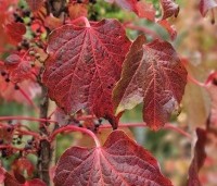 Parthenocissus tricuspidata 'Veitchii' - Wilde Wingerd Quickhedge - 16