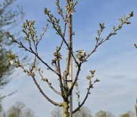 Prunus avium 'Stella' - Prunus avium 'Stella' - 2