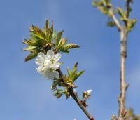 Prunus avium 'Stella' - Prunus avium 'Stella' - 1