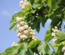 Aesculus Hippocastanum bloem